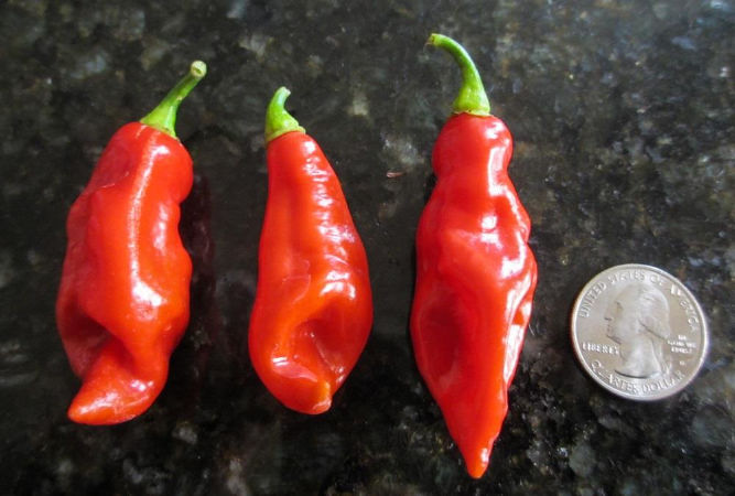 Ớt 7 Pot Jonah