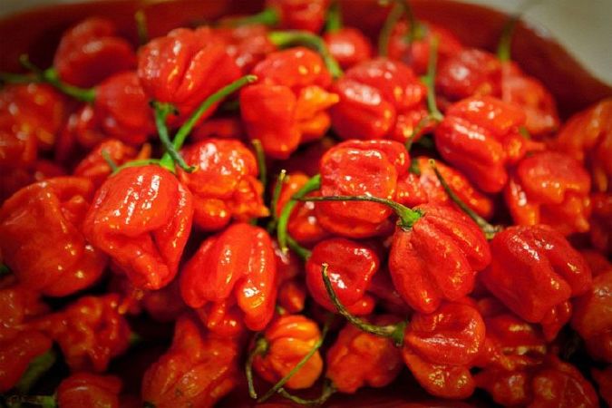 Ớt Trinidad Moruga Scorpion