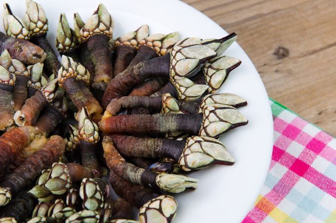 Ốc cổ ngỗng