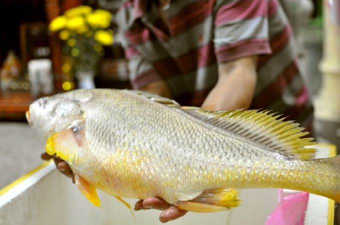 Cá sủ vàng