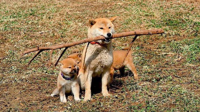 A Tale Of Mari and Three Puppies (2007)