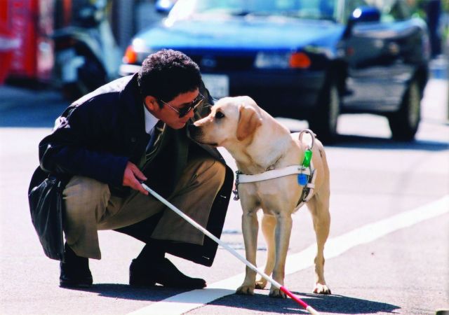 Quill – The Life of A Guide Dog (2004)