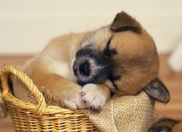 Chú chó của bạn có thể mơ về bạn