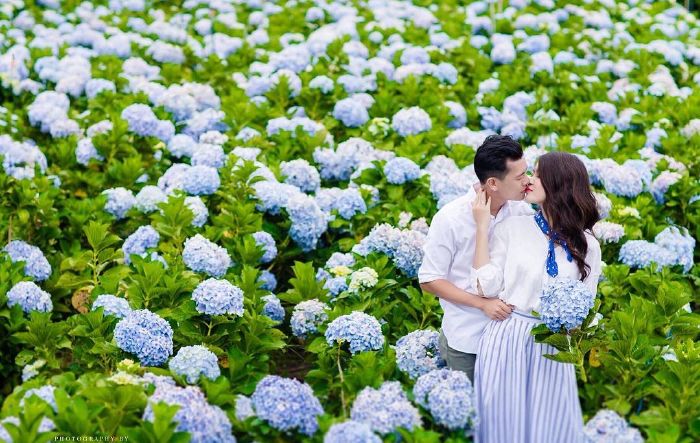 Cánh đồng hoa cẩm tú cầu