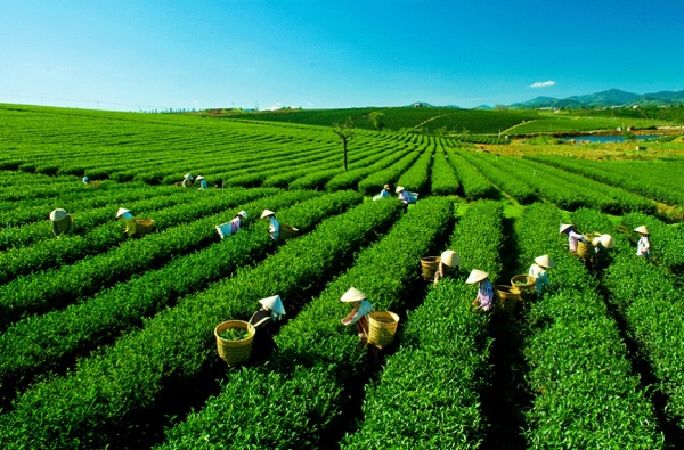 Đồi chè Tâm Châu