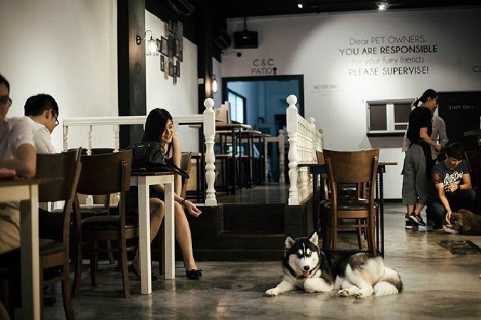 Pet Ideal Cafe