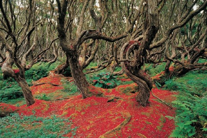 3 - Rừng Gnarly Rata, New Zealand