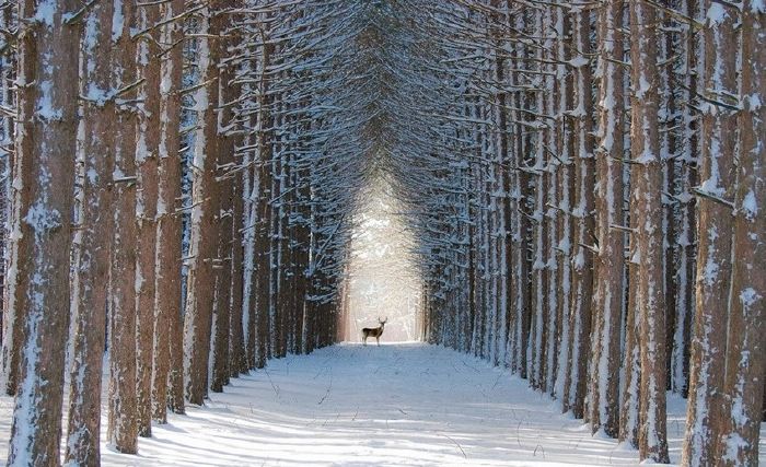 6 - Rừng Quebec, Canada