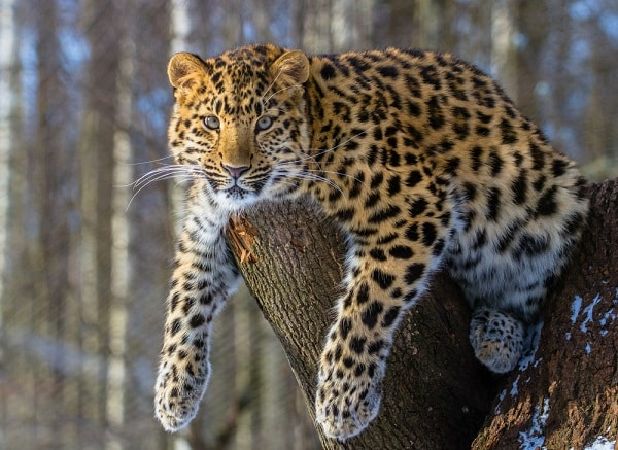 Báo Amur