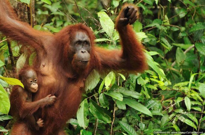 Đười ươi Borneo