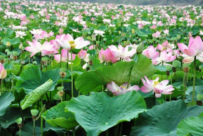 Khu du lịch Ba Láng