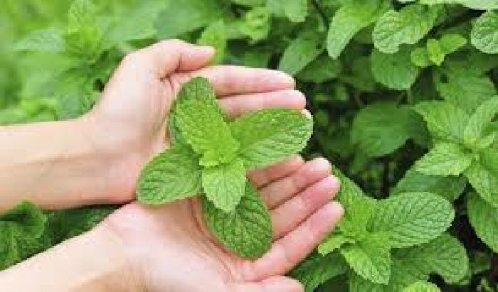 Tác dụng của Lá Bạc Hà trị bệnh dạ dày