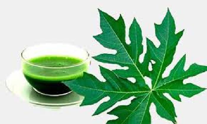 Tác dụng trị đau dạ dày với lá đu đủ