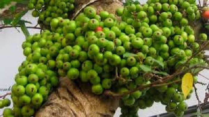Tác dụng của quả sung với bệnh đau dạ dày