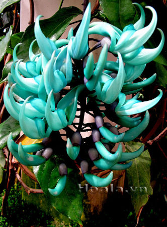 Hoa móng cọp xanh