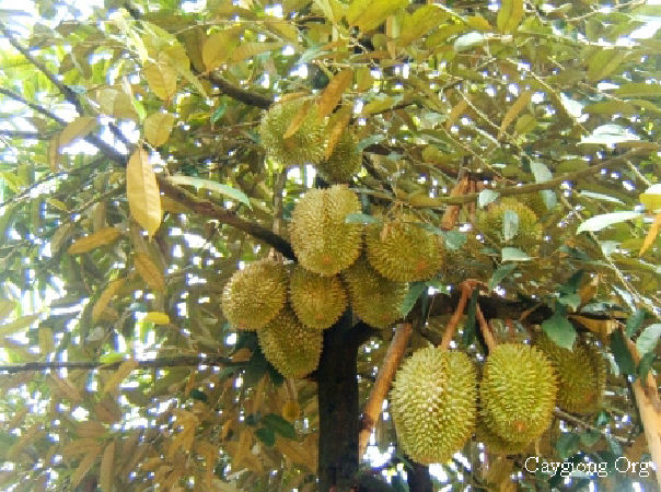 Trái cây và rau củ quả