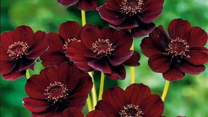Cúc vạn thọ socola