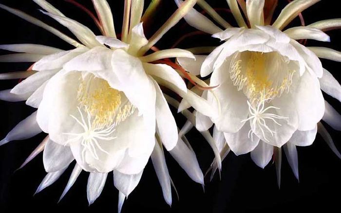 Hoa Kadupul