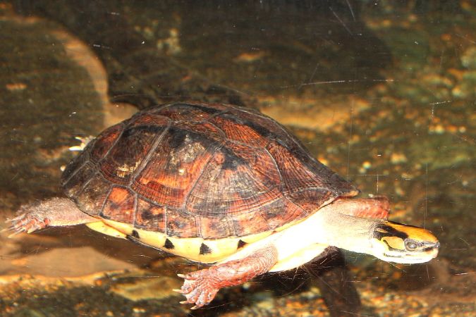 Cuora trifasciata