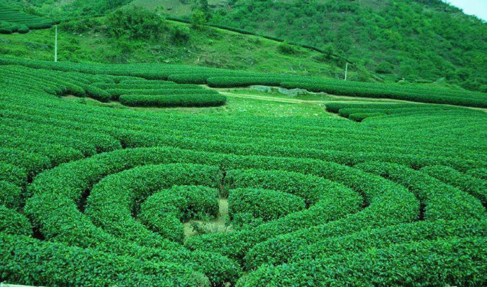 Đồi chè ở Mộc Châu