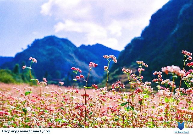 Ngắm hoa tam giác mạch Hà Giang