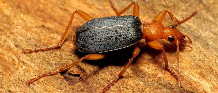 Bọ cánh cứng thả bom