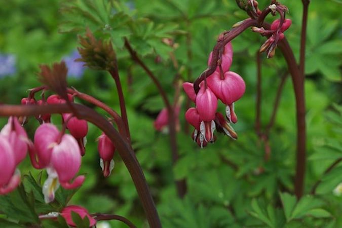 Lamprocapnos spectabilis