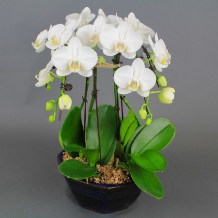 Hoa lan