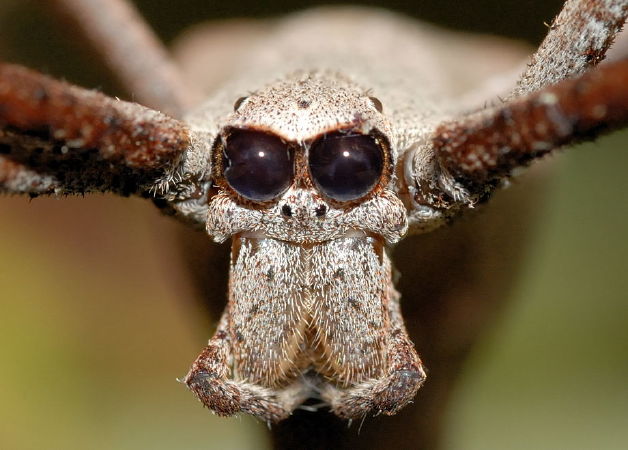 Deinopidae