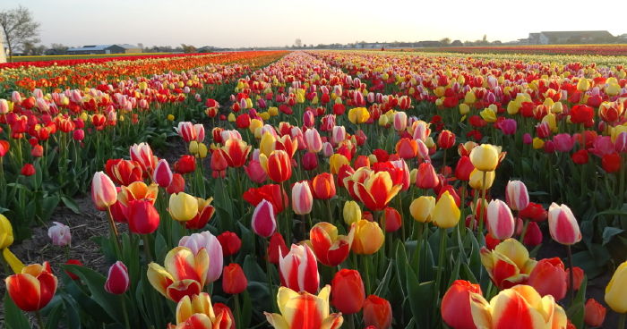 Hoa tulip