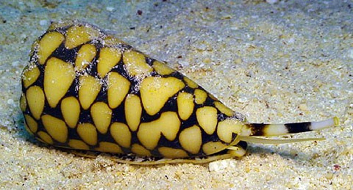 Ốc sên Marbled Cone