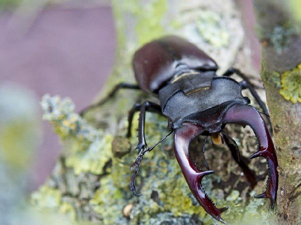 Bọ cánh cứng Stag Beetle