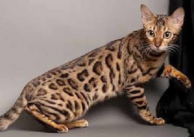 Mèo Savannah