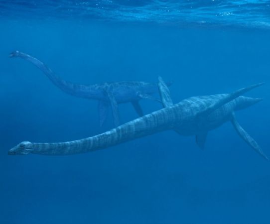 Thalassomedon