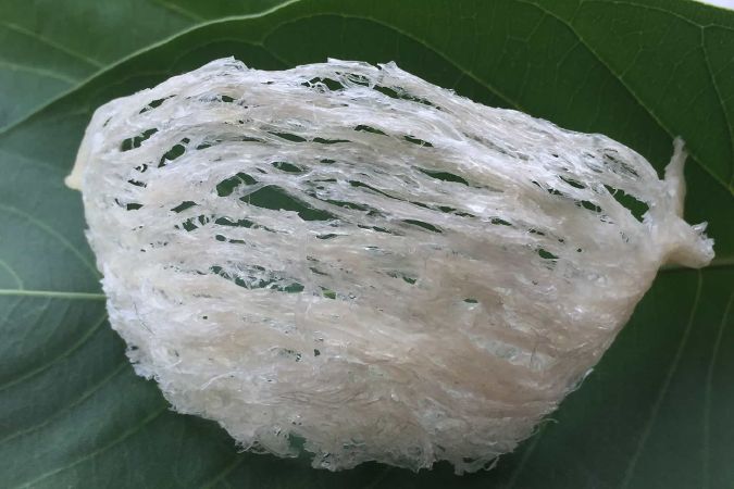 Yến sào