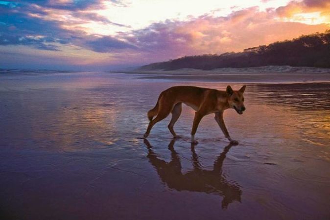 Fraser, Australia