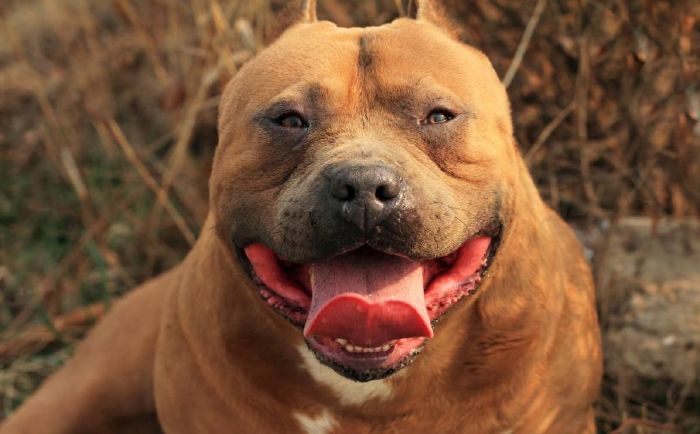 Pit bull