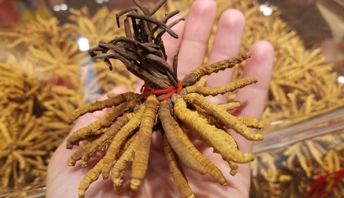 Đông trùng hạ thảo