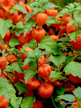 Physalis alkekengi