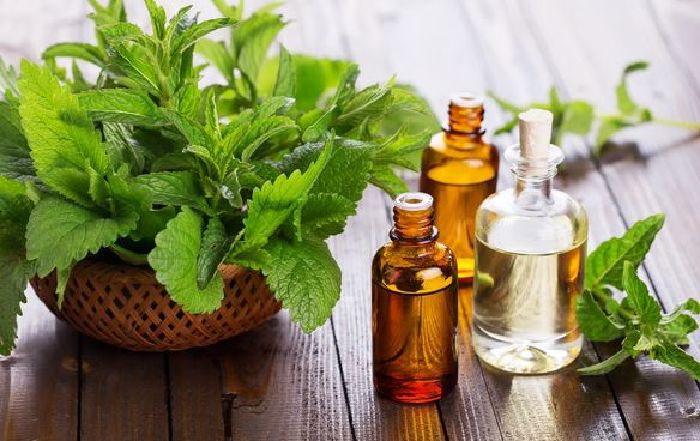 Ngửi dầu bạc hà trị sổ mũi