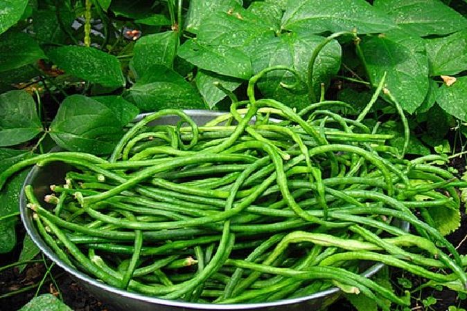 Đậu đũa