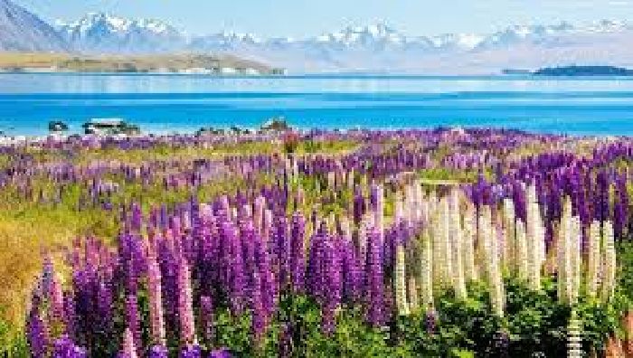 Hồ Tekapo, New Zealand