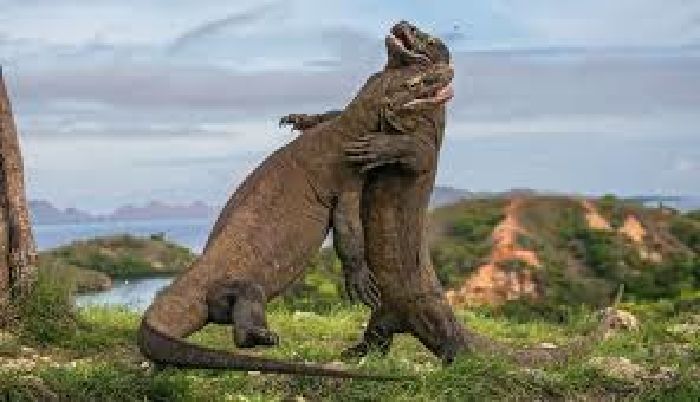 Komodo (Indonesia)