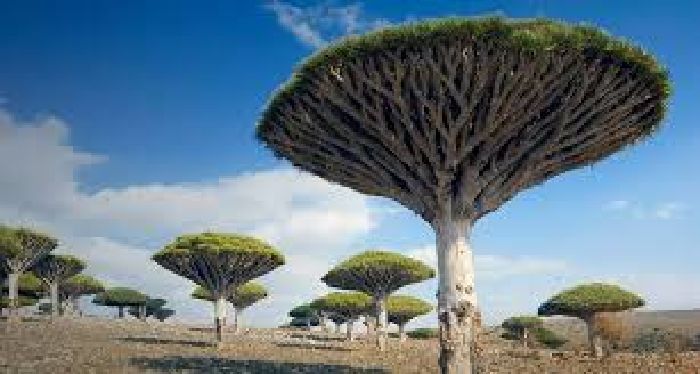 Quần đảo Socotra