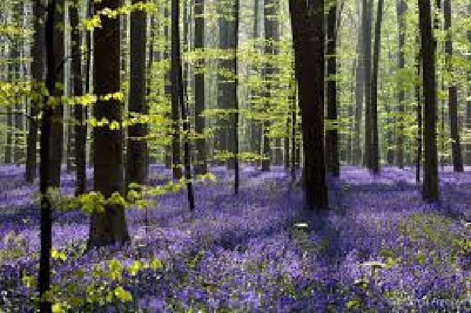 Rừng Hallerbos, Bỉ