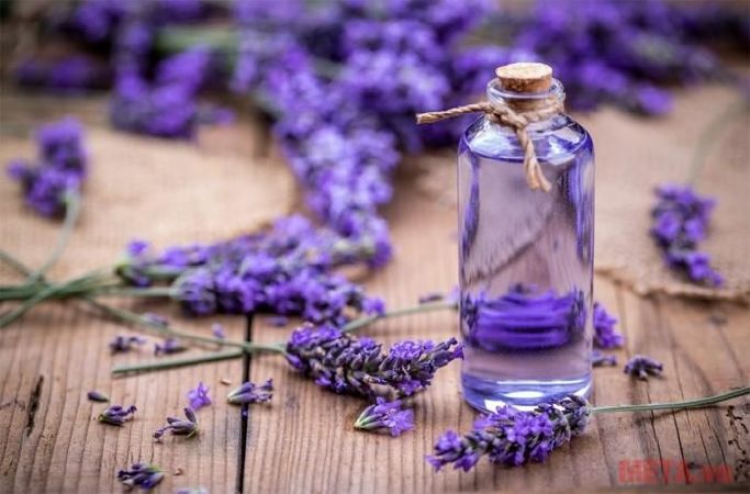 Tinh dầu lavender