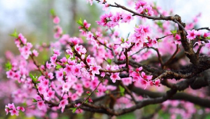 Hoa đào