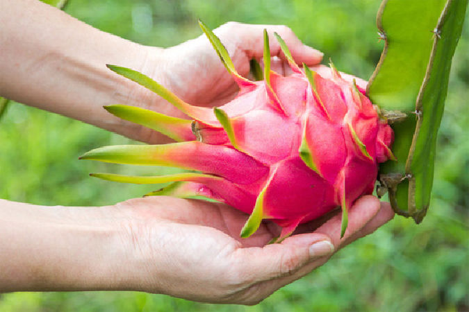 Thực phẩm tốt cho bệnh thiếu máu