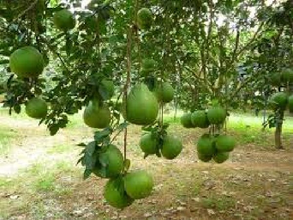 Bưởi Tân Triều
