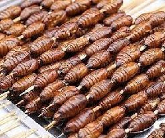 Tằm cọ
